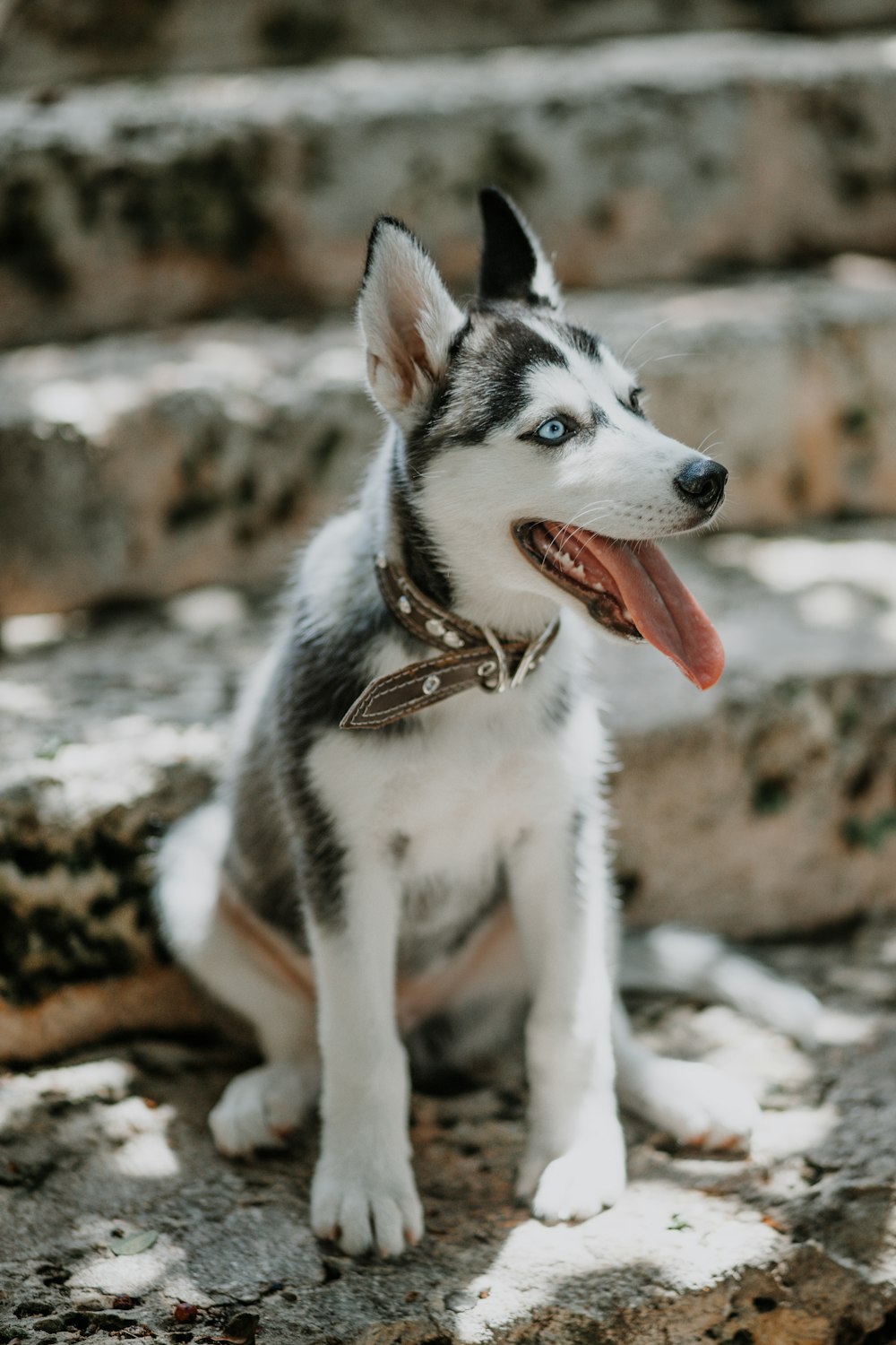 white and black siberian husky