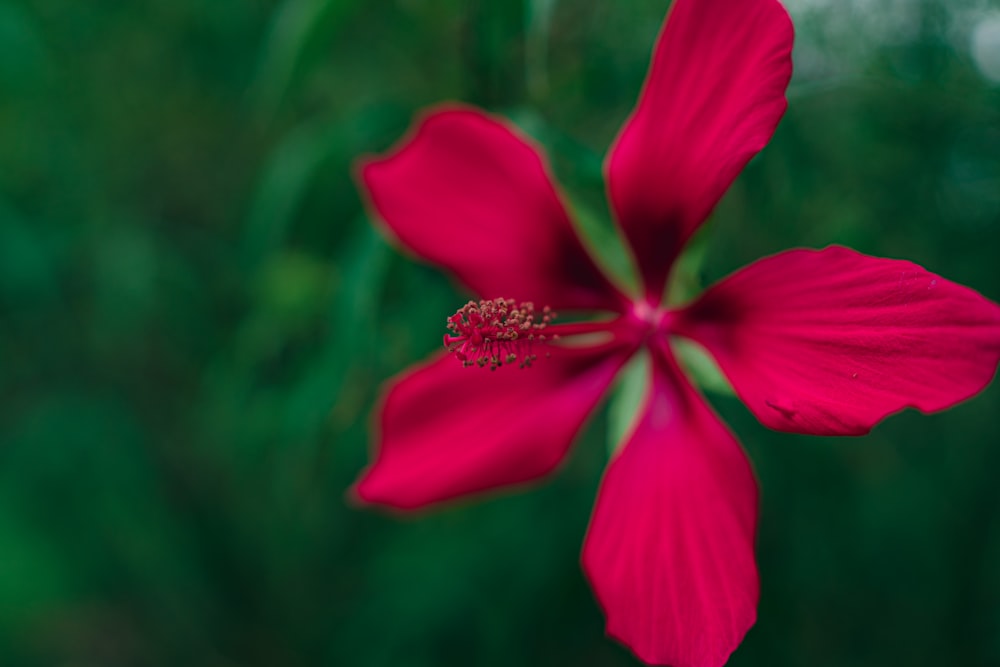 red flower in tilt shift lens