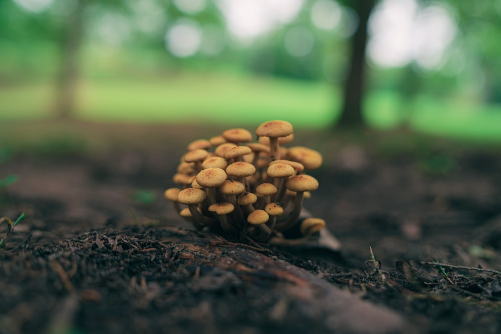 brown mushrooms on brown soil