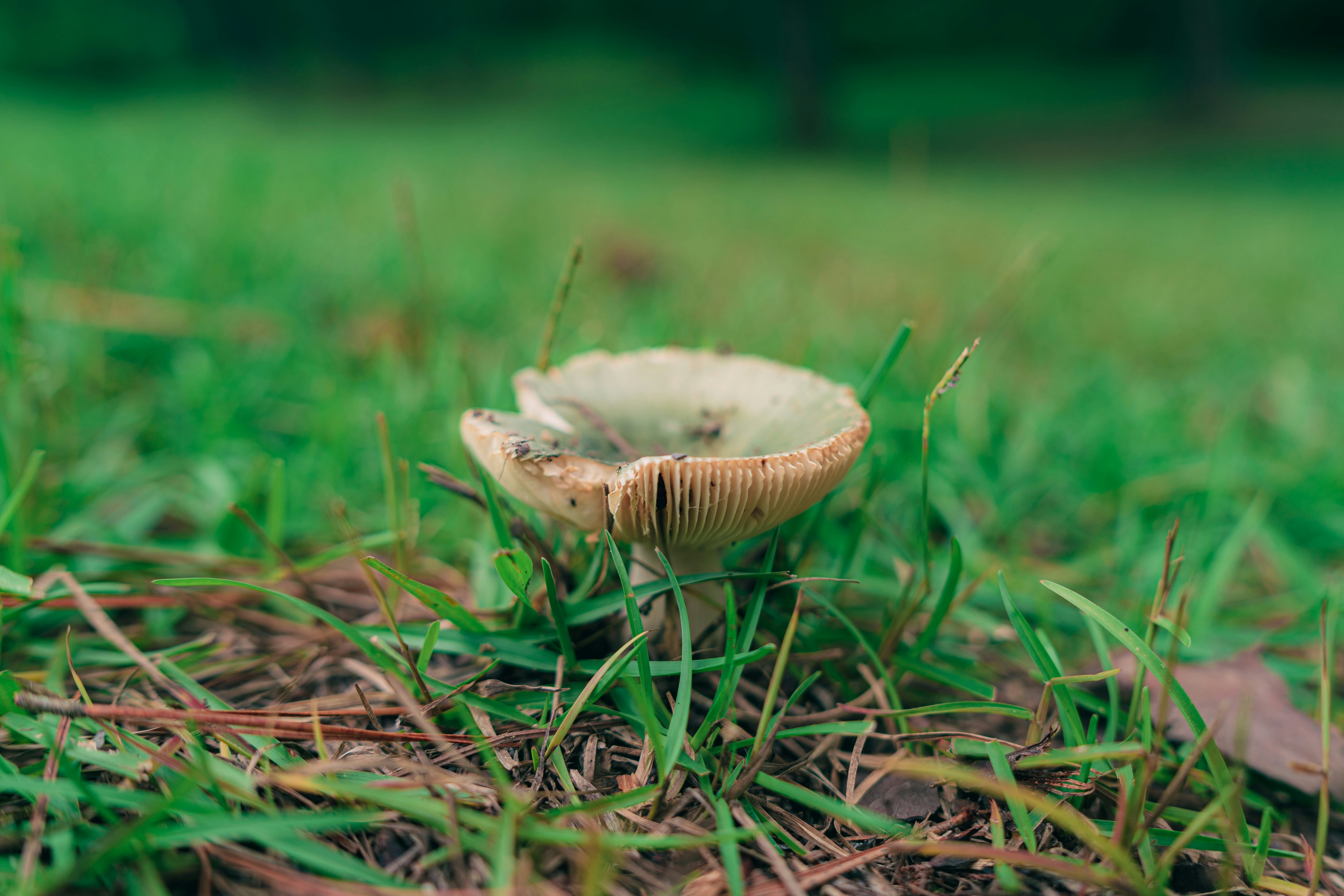 Mushrooms in My Lawn and Why They Belong There