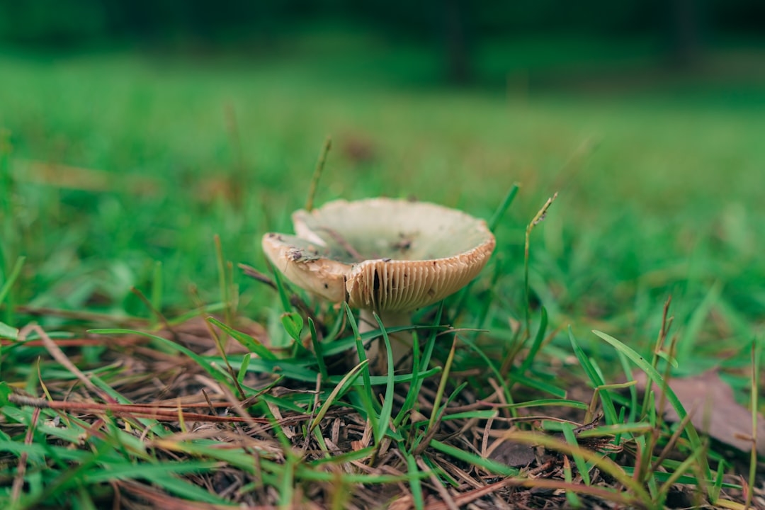 white and brown mushroom on green grass during daytime