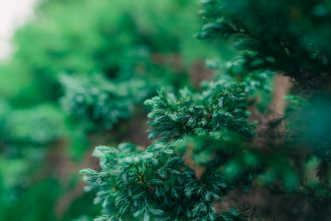 green pine tree in close up photography