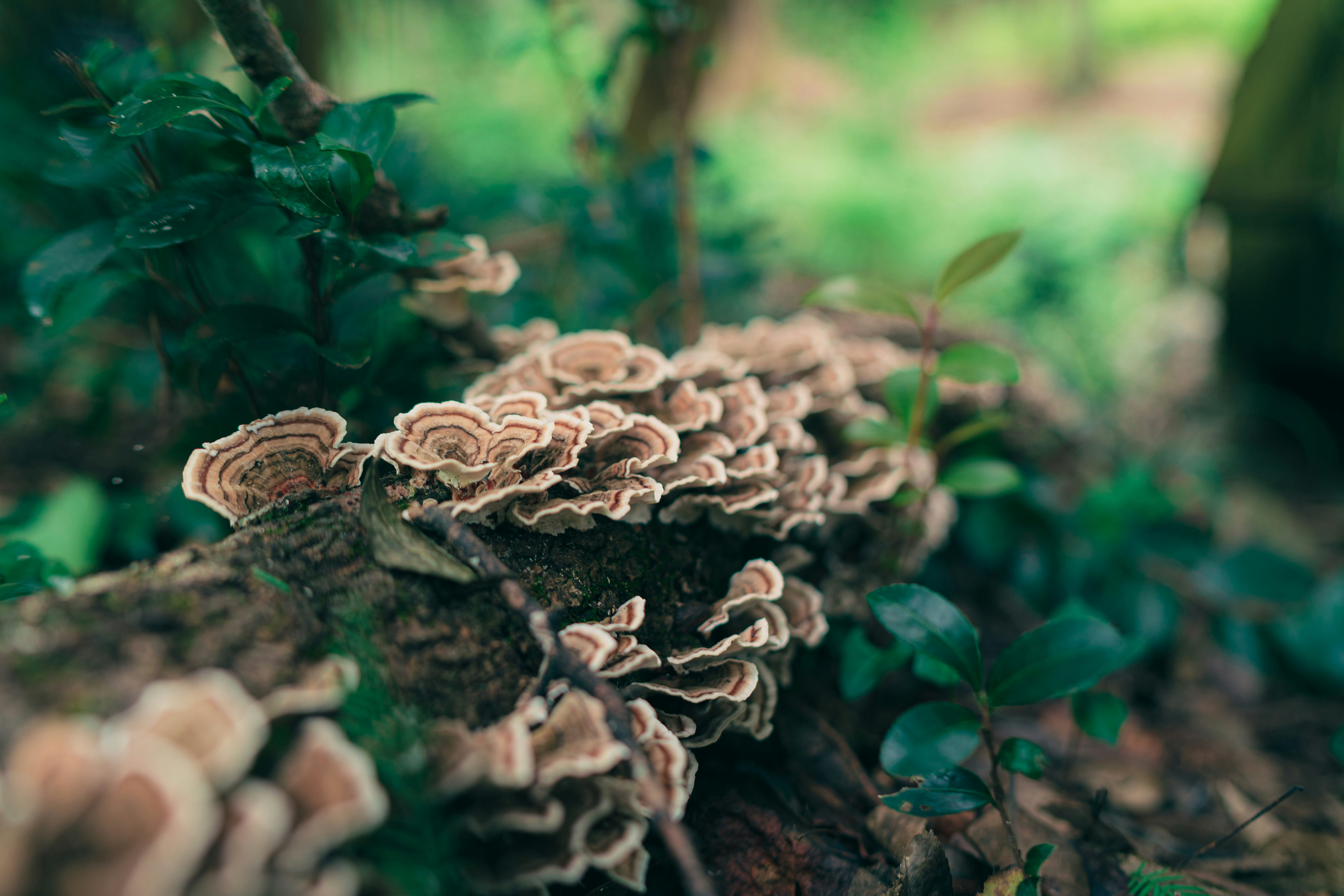 Discover the Remarkable Health Benefits of Turkey Tail Mushrooms