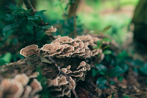 brown and white mushroom in close up photography