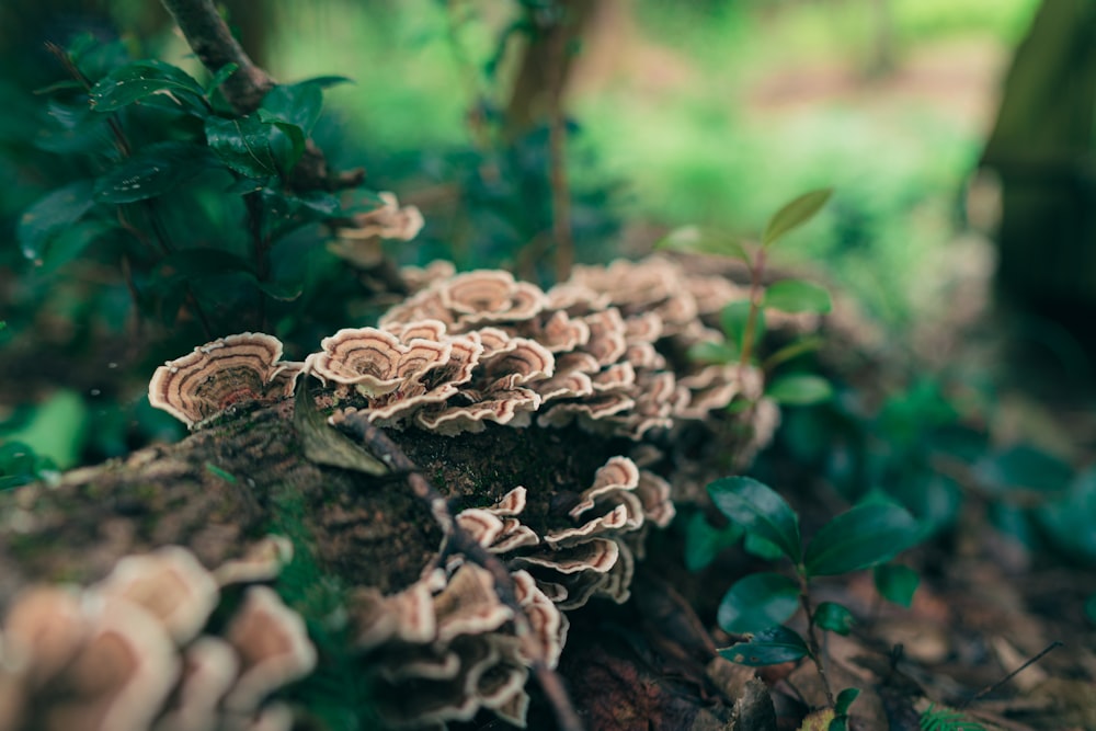 brown and white mushroom in close up photography