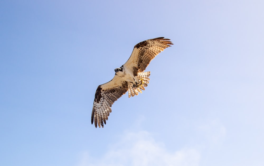 brown and white bird flying under white clouds during daytime