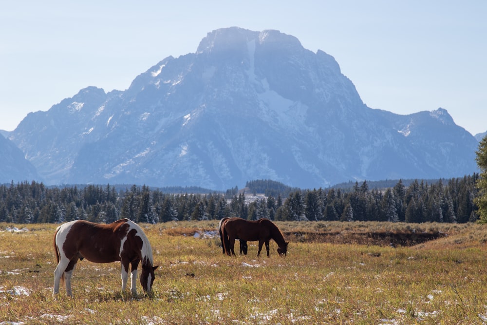 brown horse eating grass on green grass field during daytime