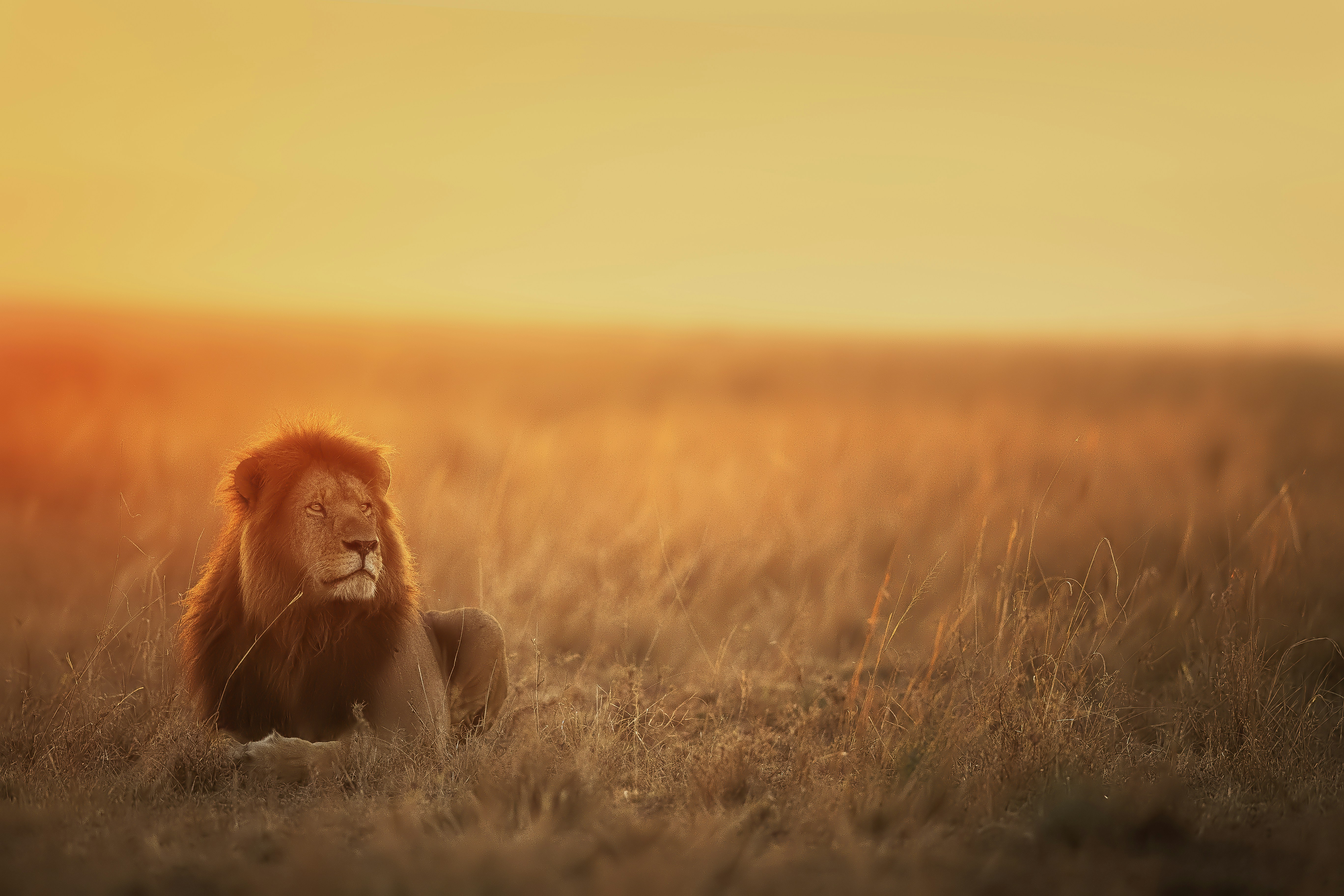 Brave Announces Verifiable and Transparent TEE Support in Leo