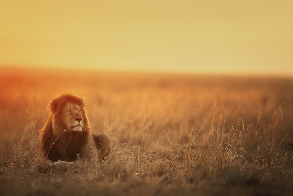 lion lying on brown grass field during sunset