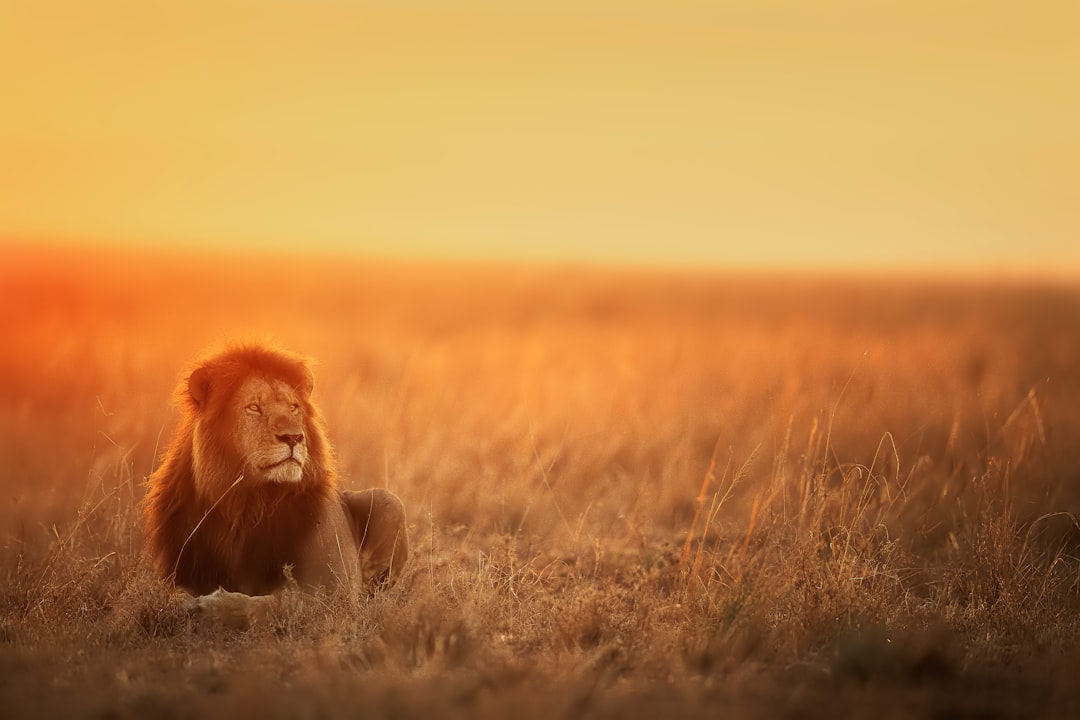 lion lying on brown grass field during sunset