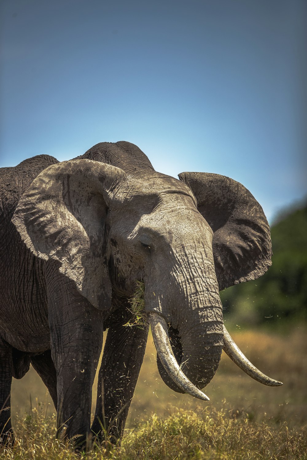 grey elephant under blue sky during daytime