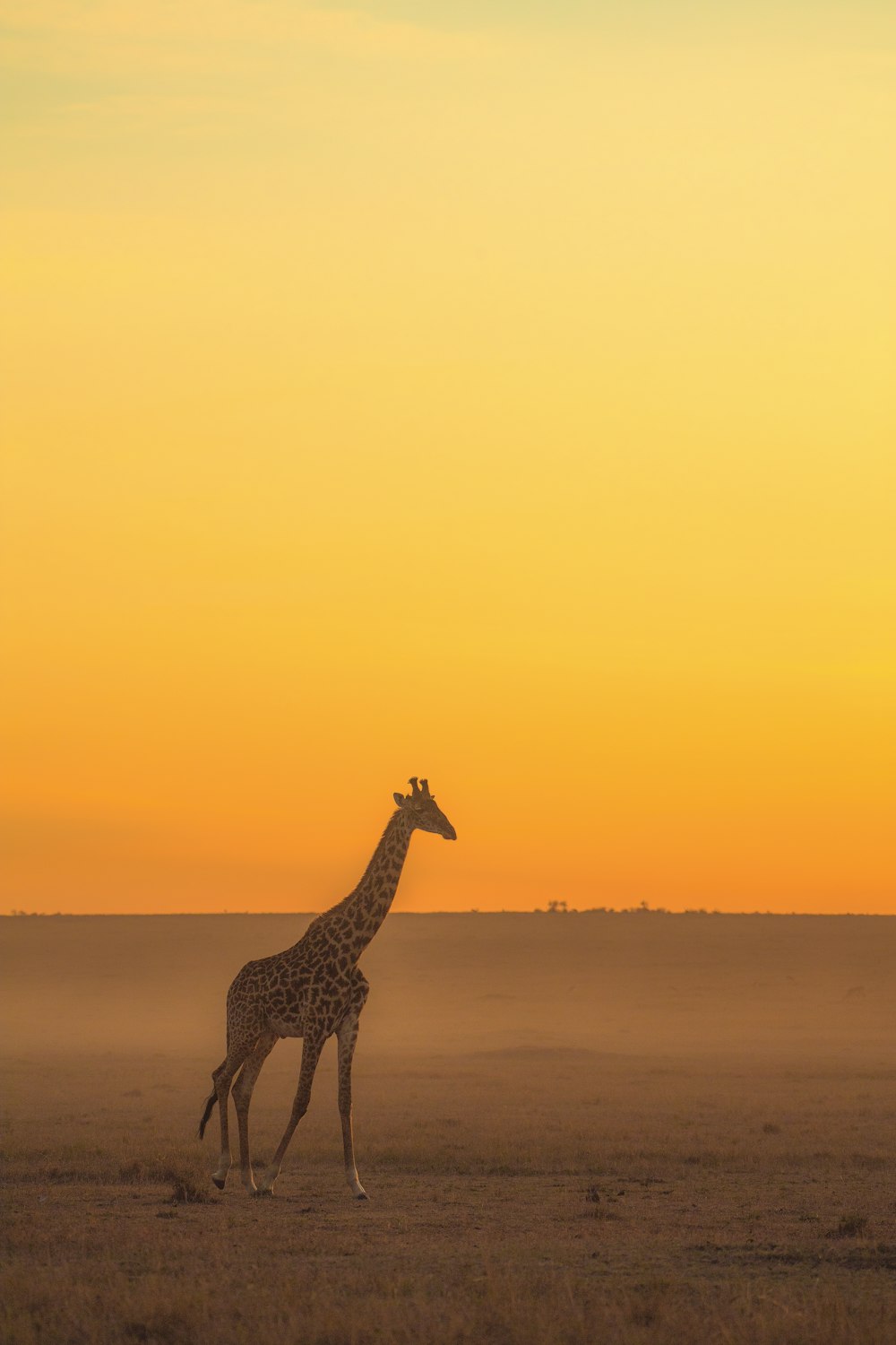 giraffe standing on brown sand during sunset