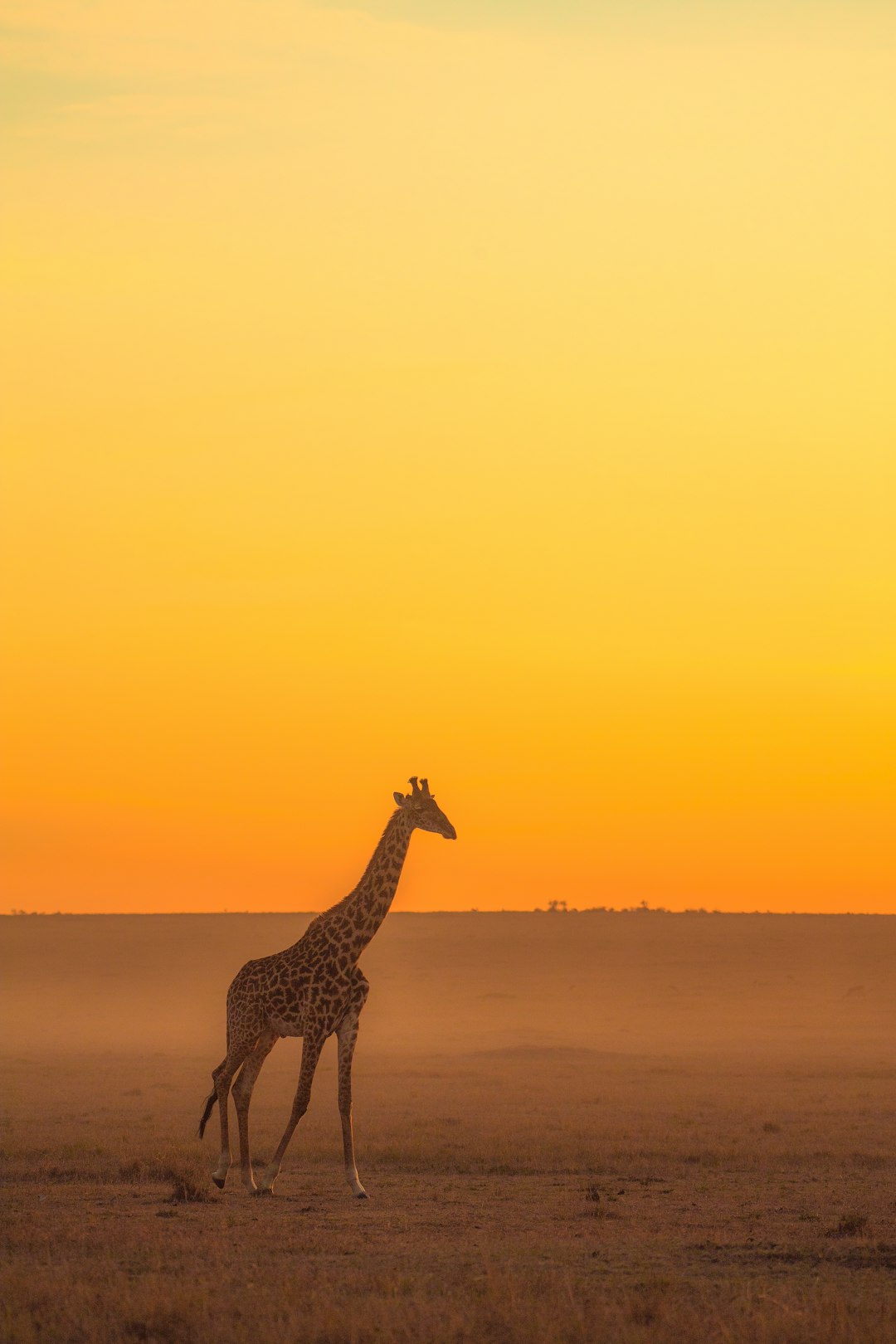 giraffe standing on brown sand during sunset