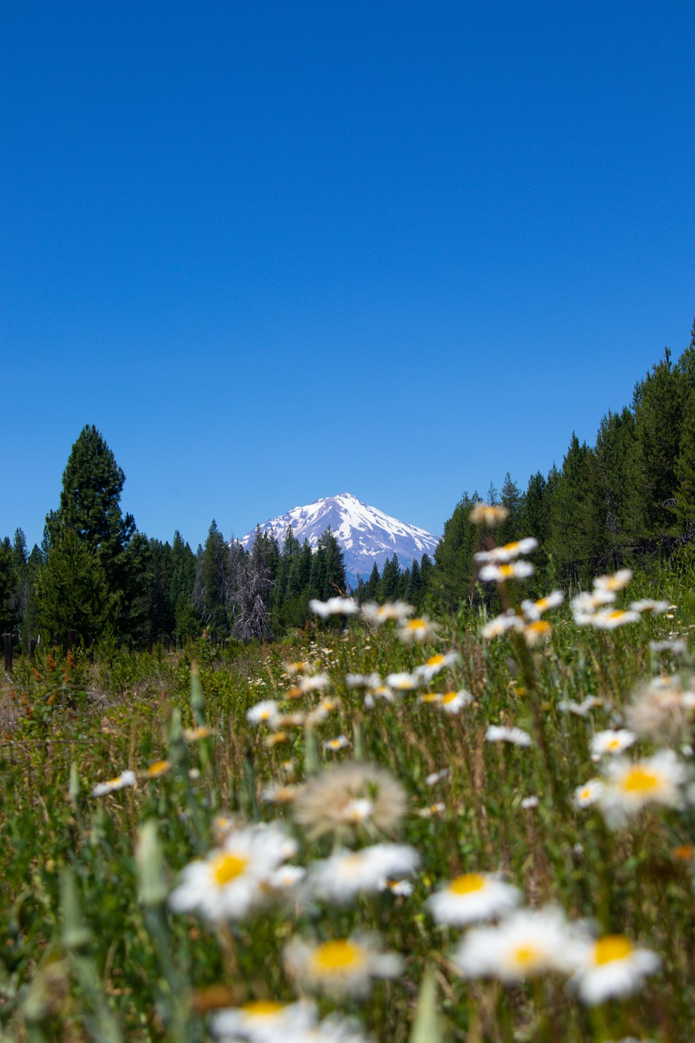 flores blancas en un campo de hierba verde cerca de la montaña cubierta de nieve durante el día