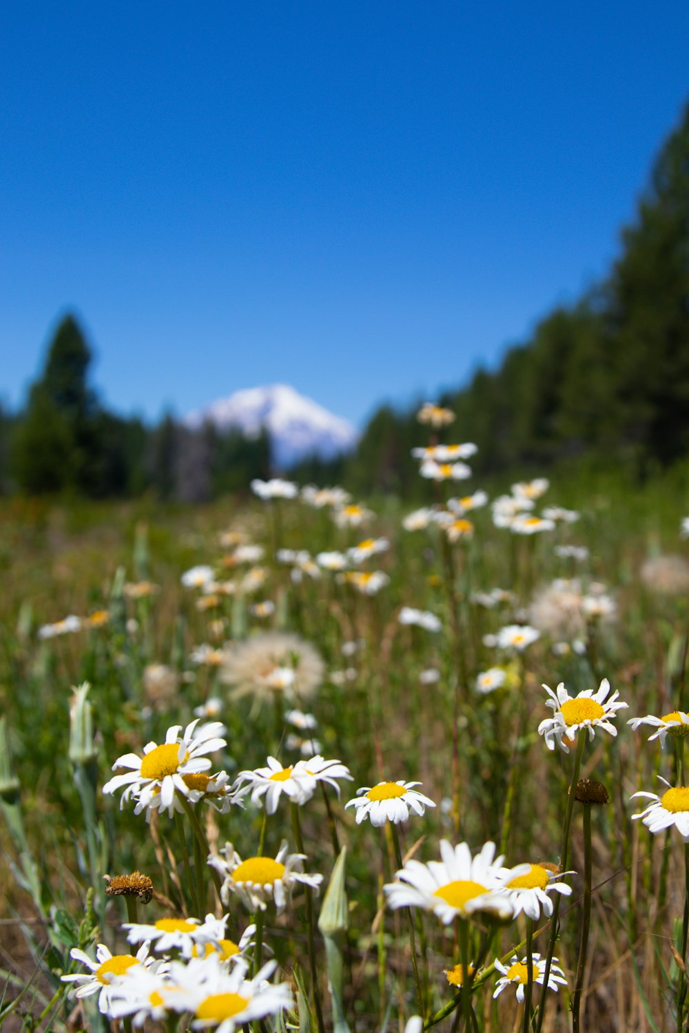 Fleurs de marguerite blanche en fleurs pendant la journée