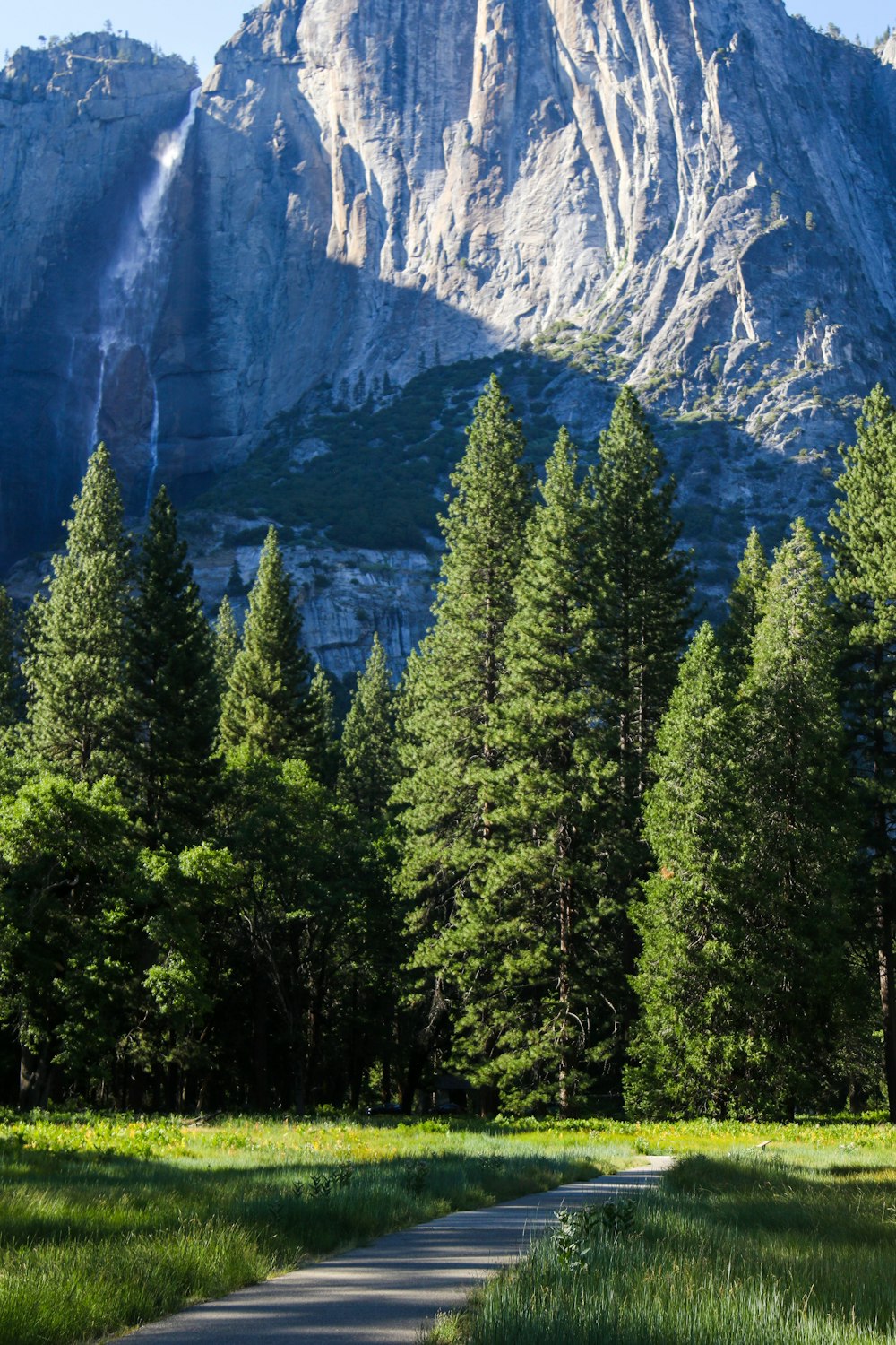 green pine trees near mountain during daytime