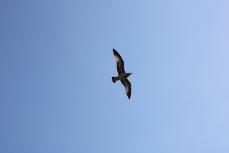 A serene open sky with a single bird soaring freely, symbolizing liberation.