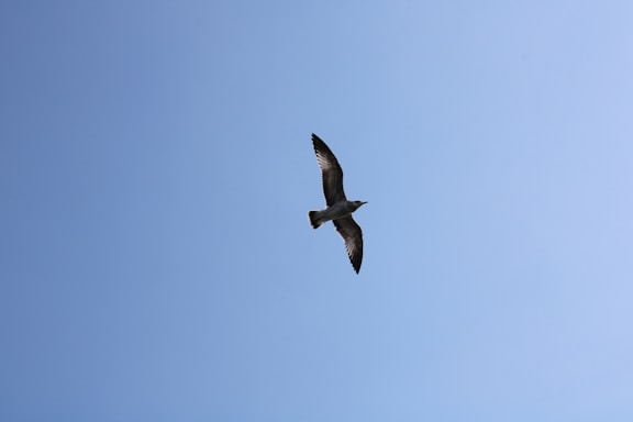 A serene open sky with a single bird soaring freely, symbolizing liberation.
