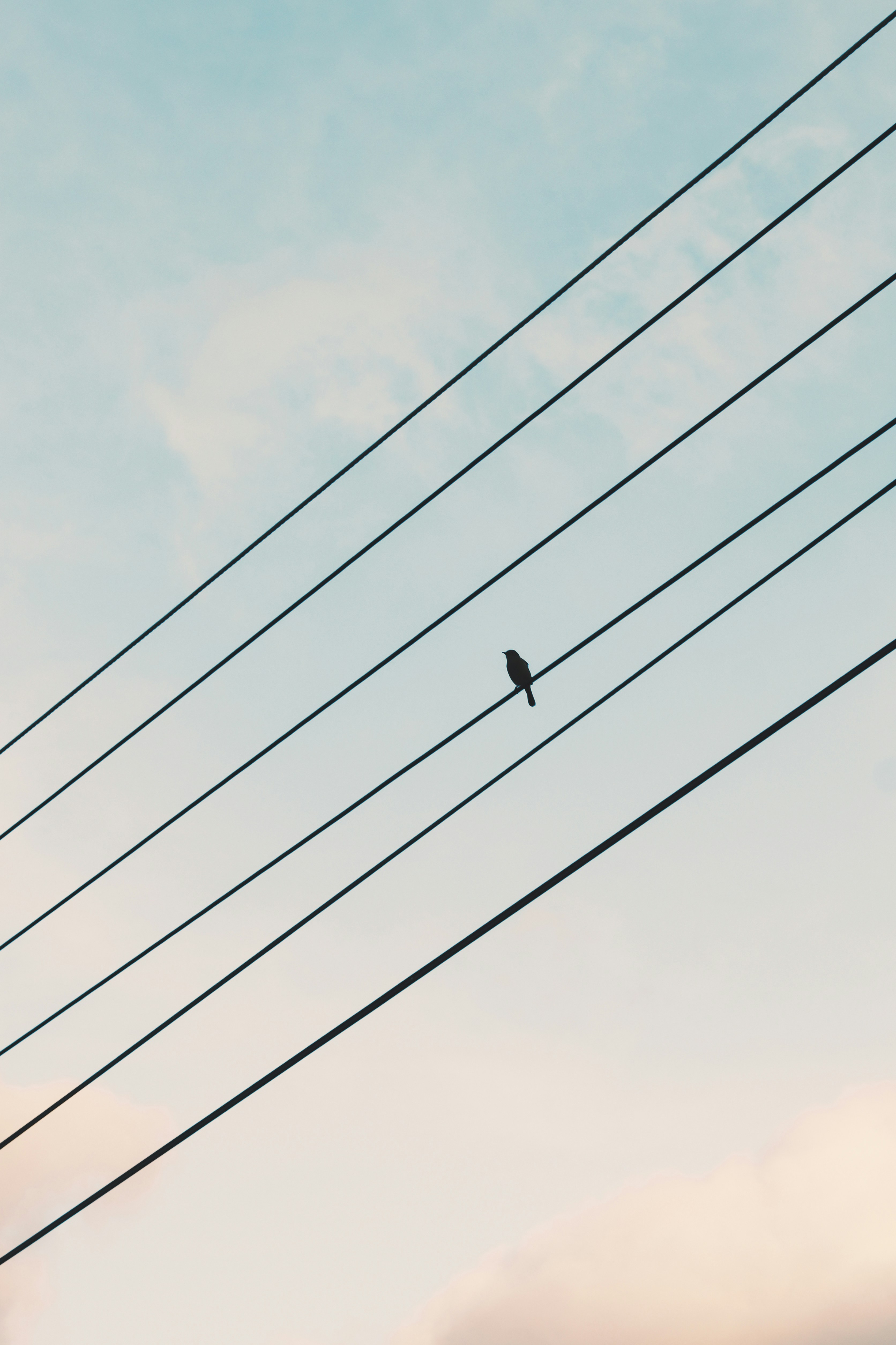 Oiseau noir sur fil électrique sous le ciel bleu pendant la journée photo Photo Gris Gratuite