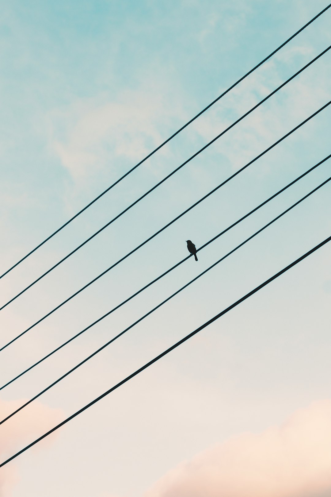 black bird on electric wire under blue sky during daytime