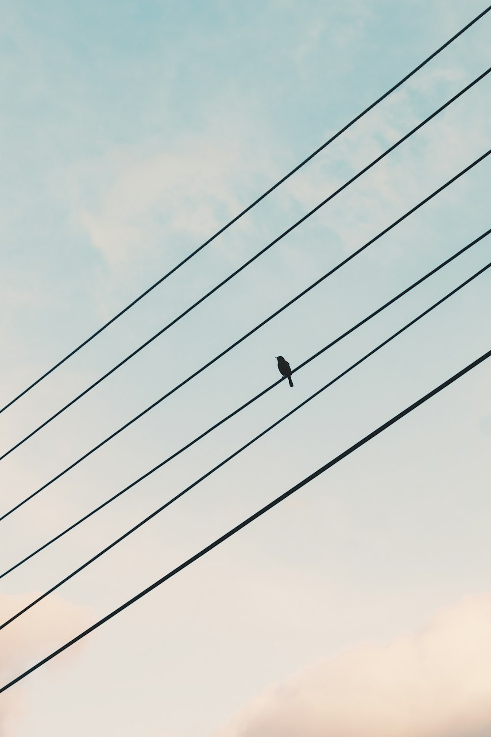 black bird on electric wire under blue sky during daytime