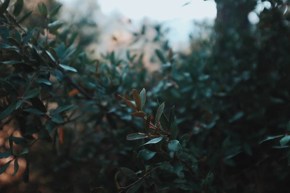 green plant in tilt shift lens