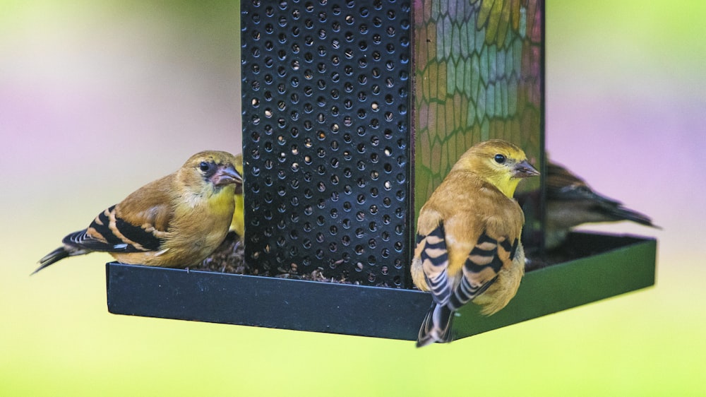 uccello giallo e nero su gabbia metallica nera