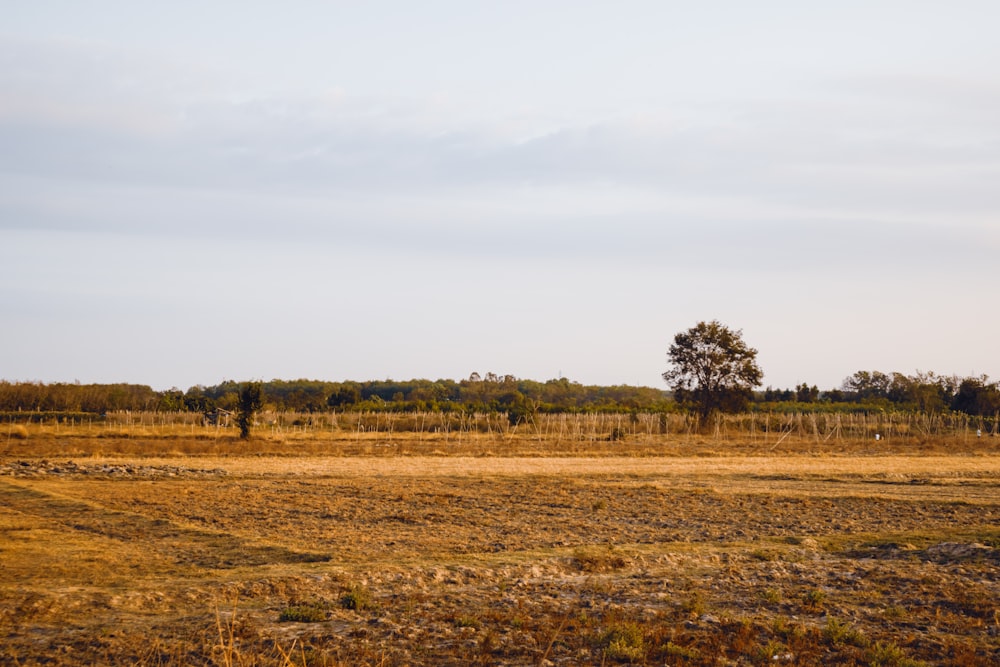 green trees on brown grass field during daytime