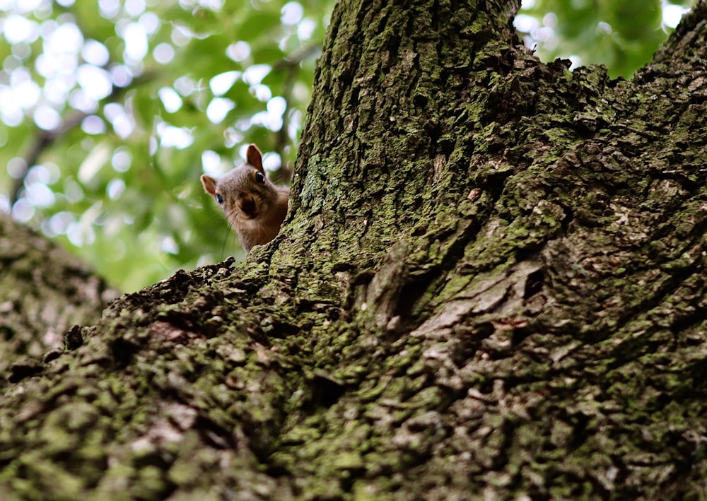 brown squirrel on brown tree trunk during daytime