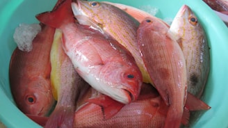 A collection of freshly caught fish with vibrant colors is laid in a blue-green bucket, surrounded by crushed ice. The fish have scales that shimmer with pink, red, and yellow tones, and their eyes appear vivid and glossy.