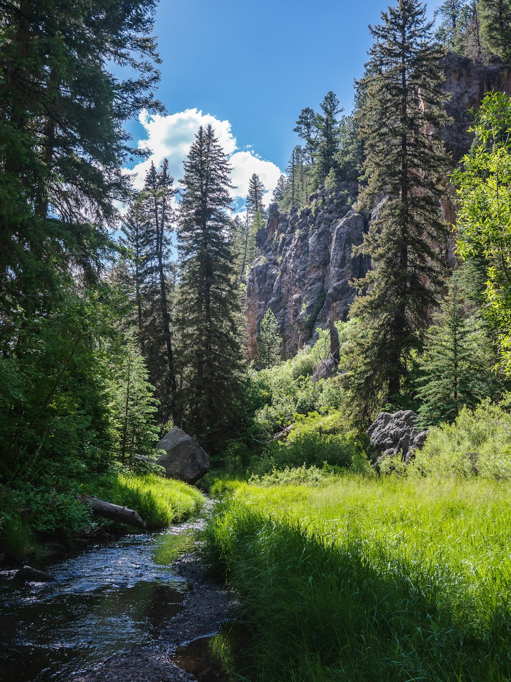 green pine trees near river during daytime