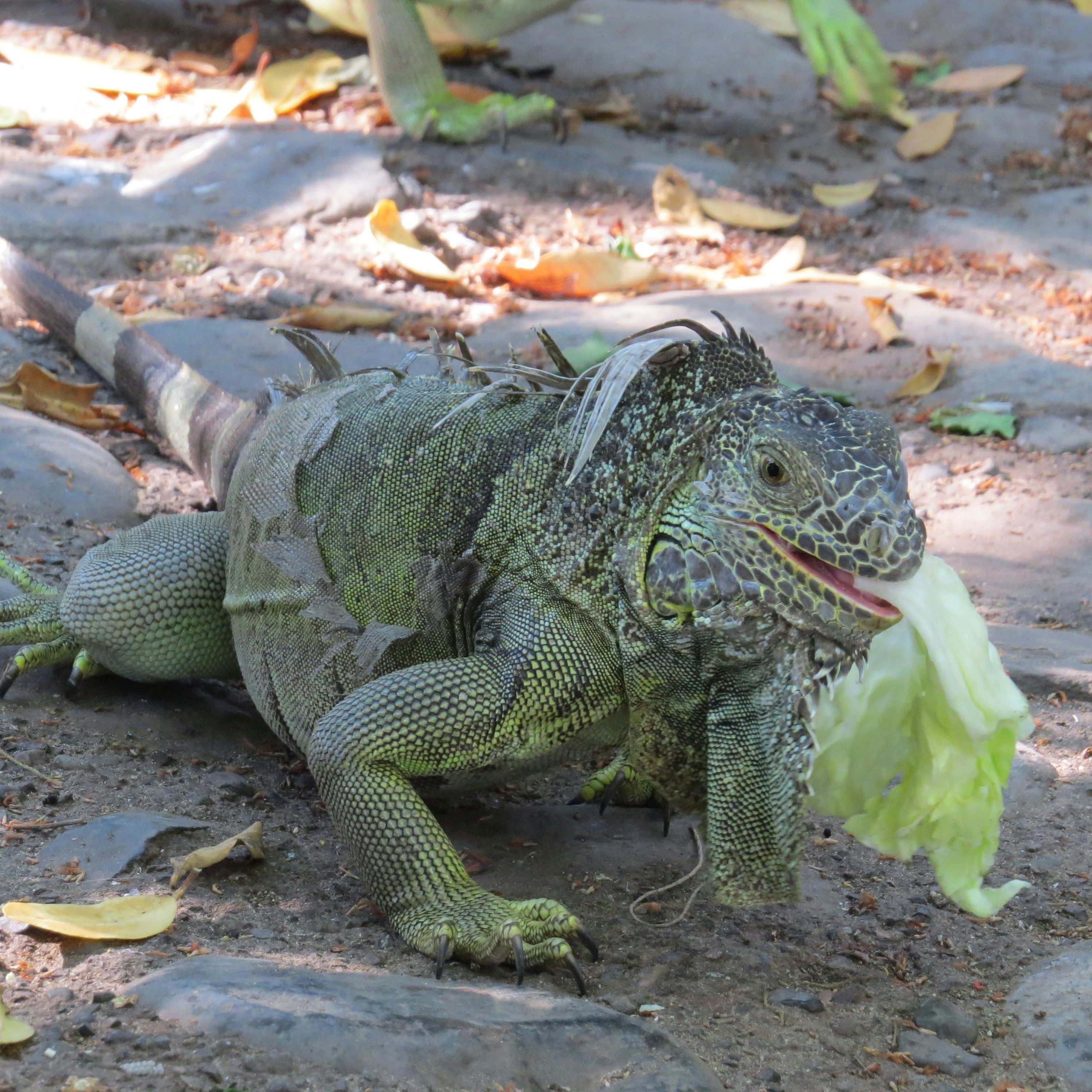 茶色の葉に緑と灰色のイグアナの写真 Unsplashで見つけるグレーの無料写真