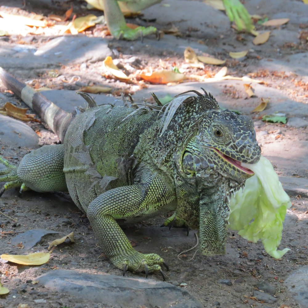green and gray iguana on brown leaves
