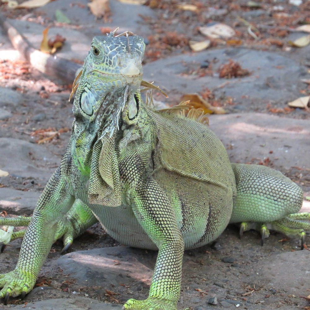 green and white iguana on brown sand