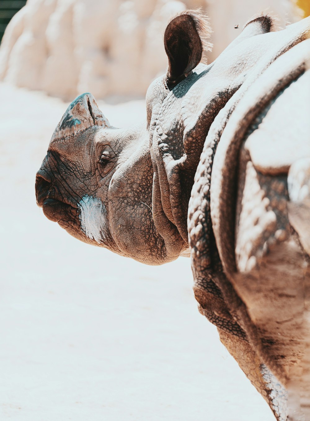 Estatua de animal marrón y blanco