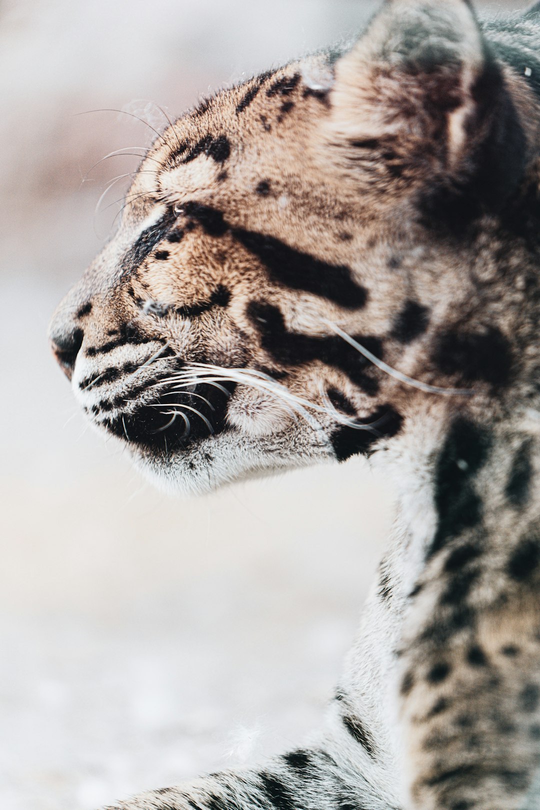 brown and black leopard in close up photography