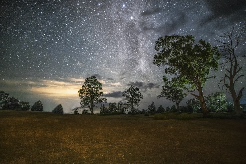 green trees under starry night