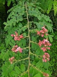 The image features a lush green-leaved plant with several clusters of vibrant pink flowers. The leaves are elongated and symmetrical, with a prominent central stem supporting the foliage and flowers. The background is filled with additional greenery, enhancing the natural setting.
