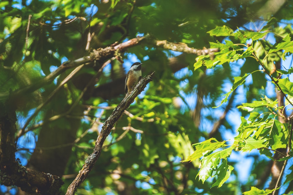 green and black bird on brown tree branch