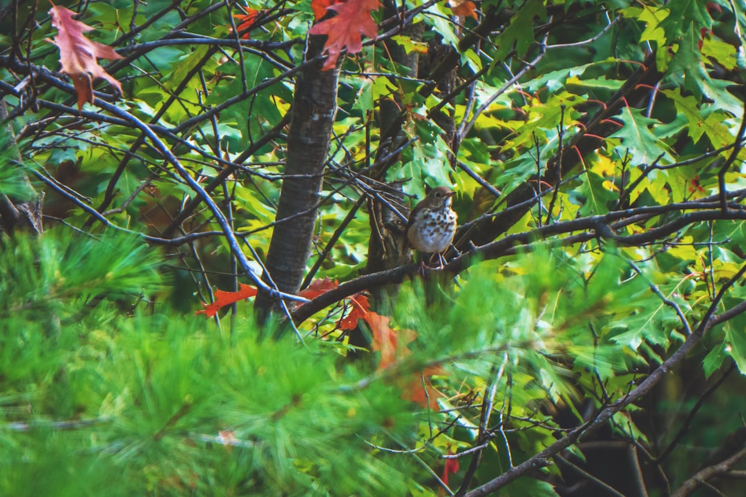 Forest photo spot Rigaud Mount Royal