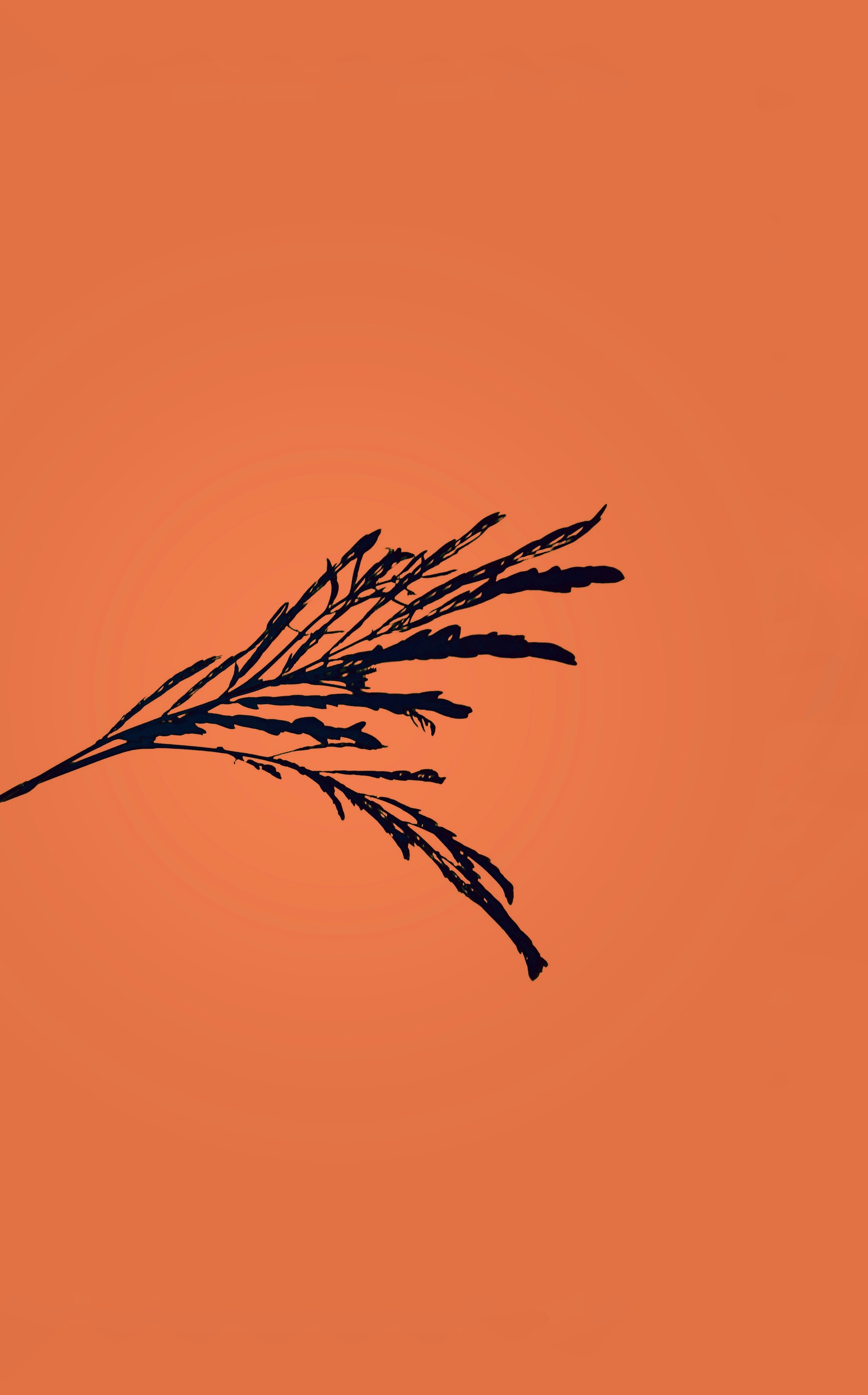 Planta marrón sobre fondo azul