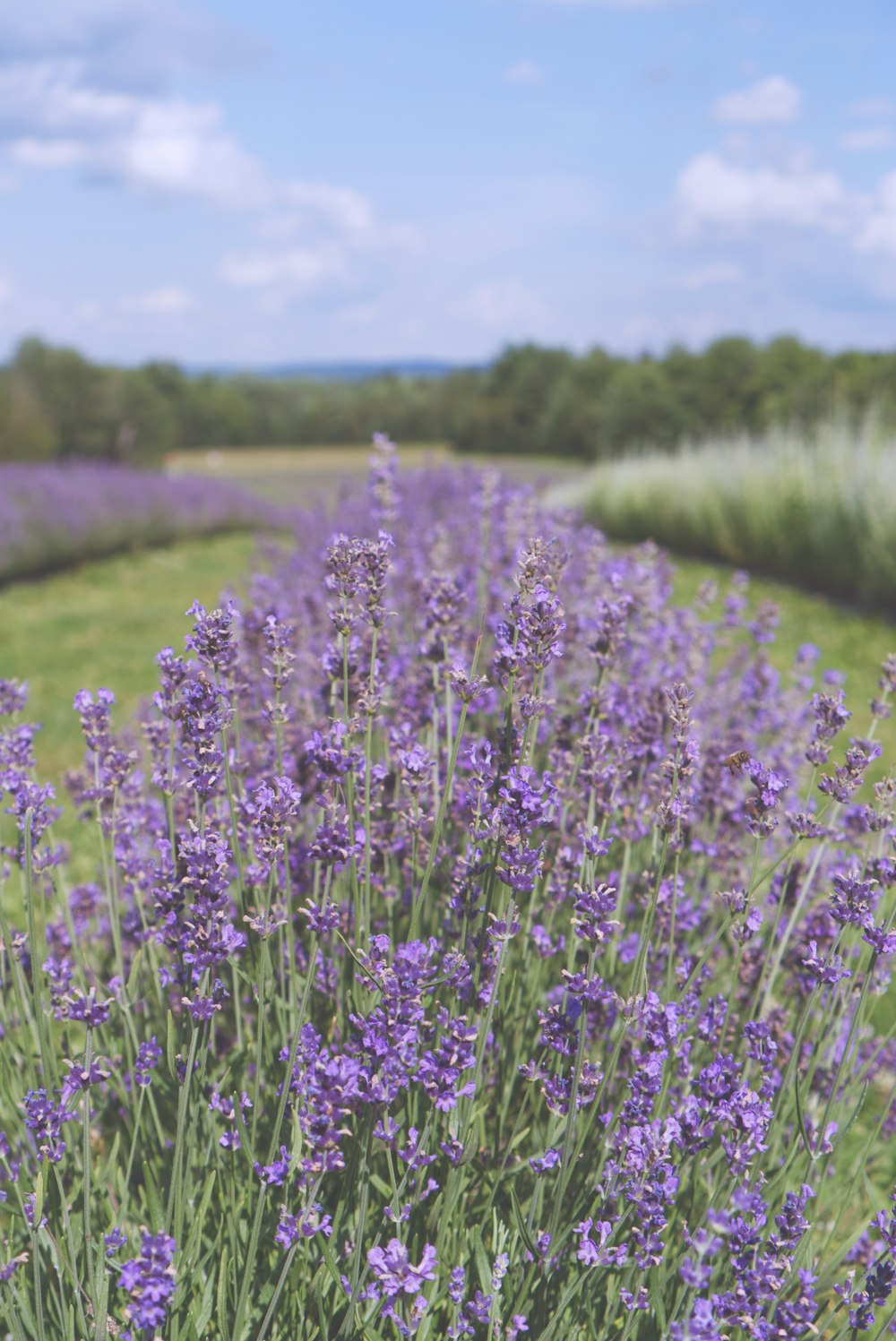 purple flower field during daytime