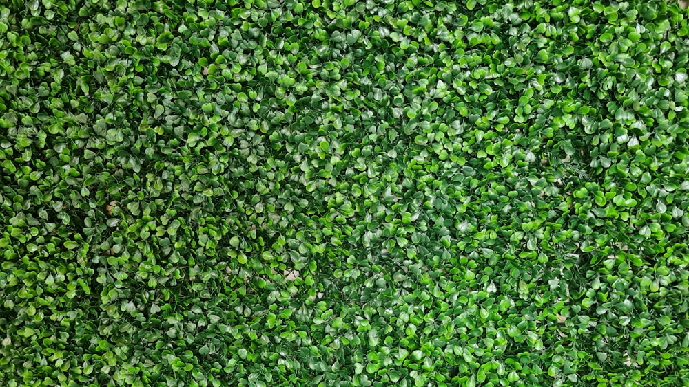 hojas verdes sobre suelo marrón