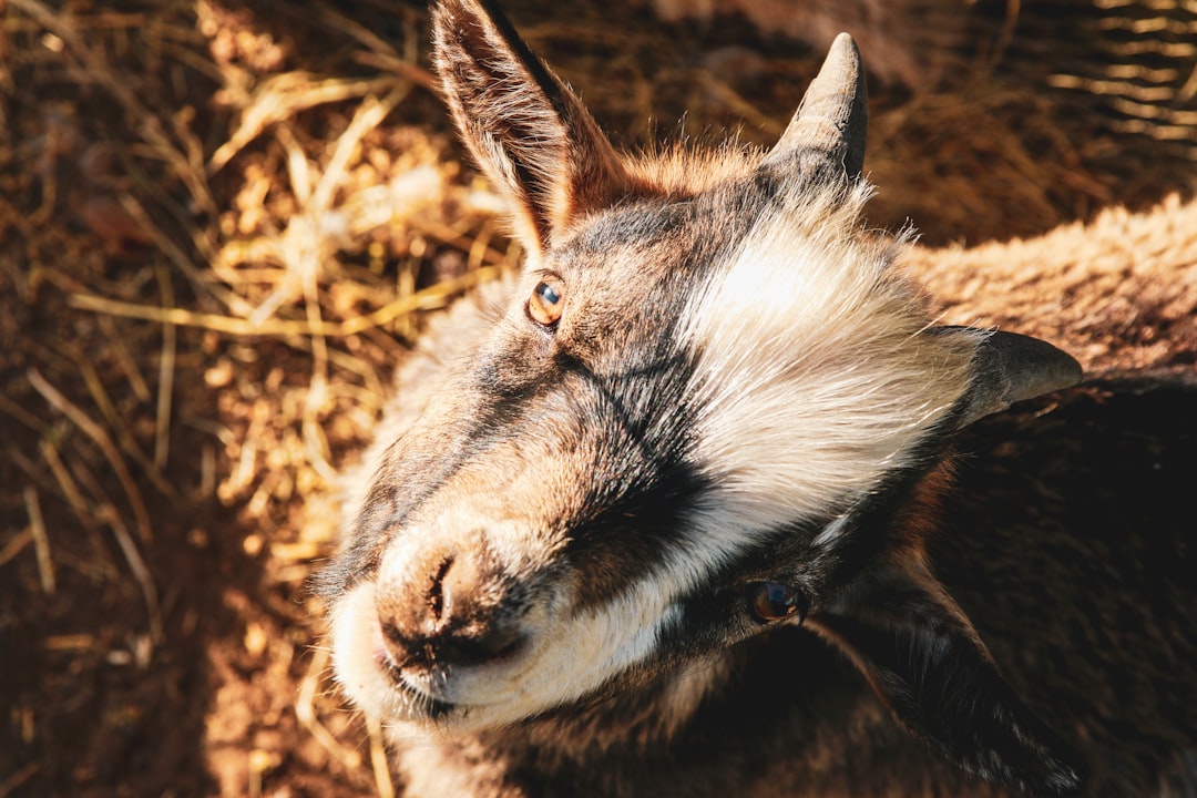 brown and white animal lying on brown grass during daytime