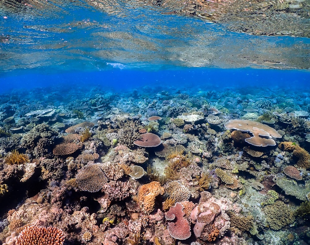 green coral reef under water