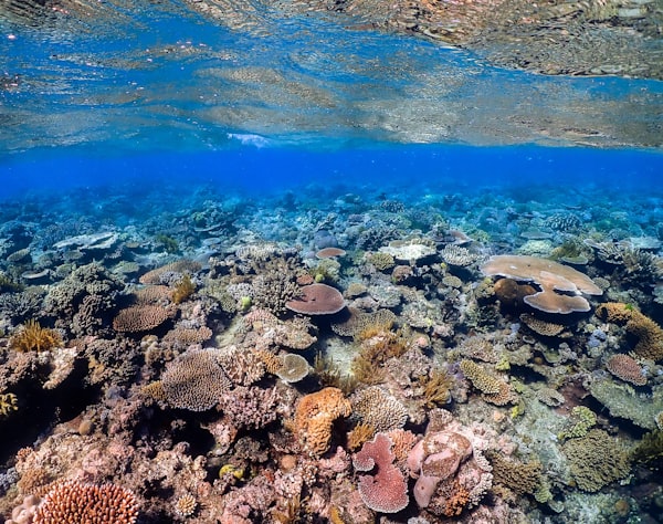 Thriving coral reef at Sea Farmer restoration site