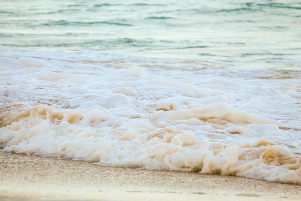 um pássaro em pé no topo de uma praia de areia ao lado do oceano