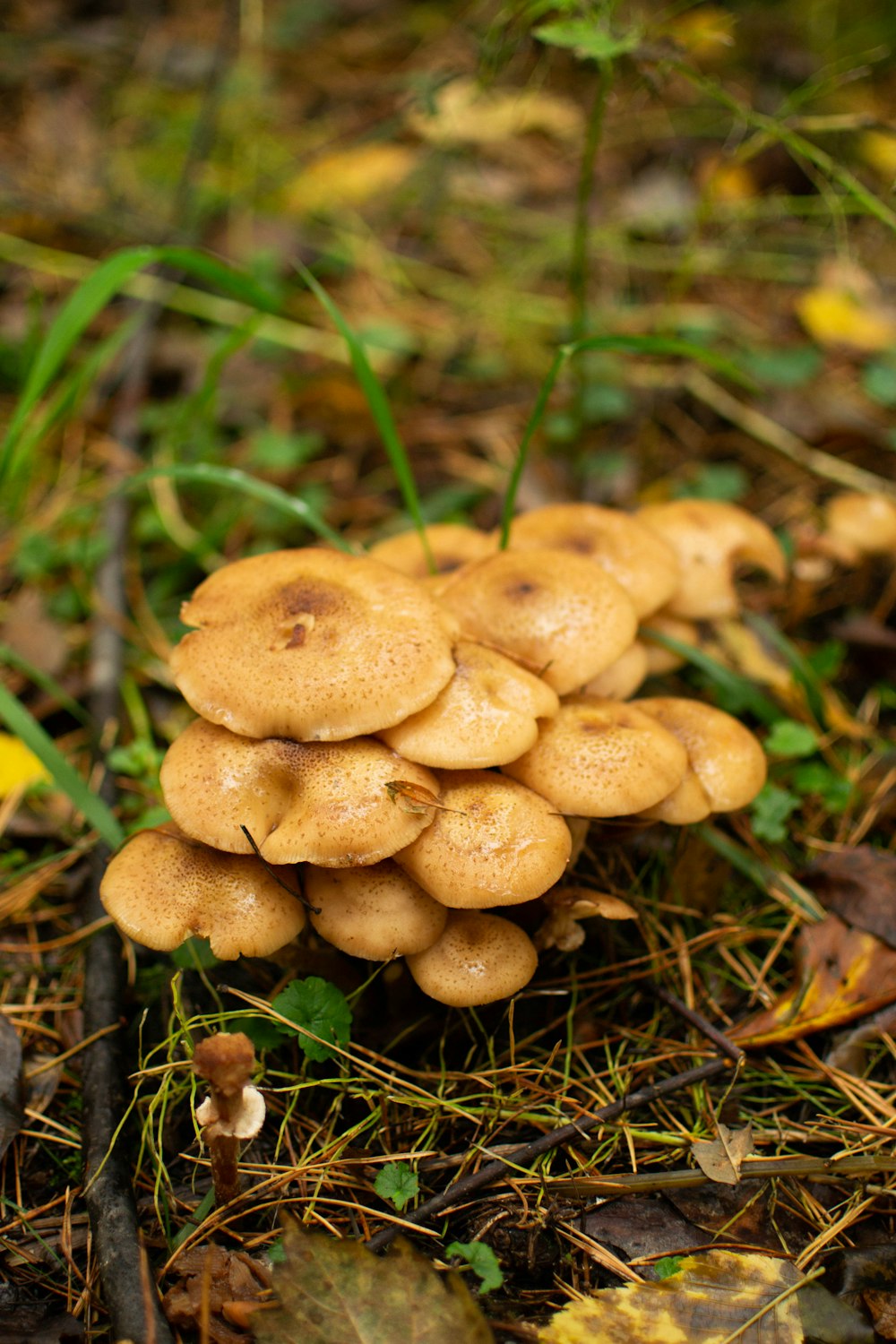 brown mushrooms on green grass