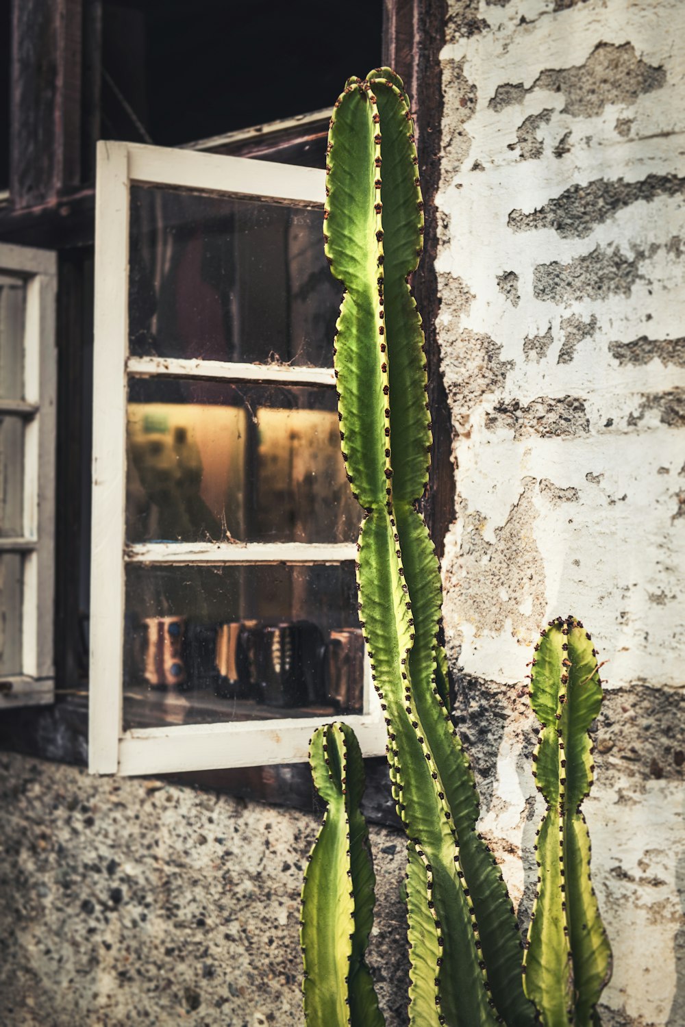 green cactus plant near window