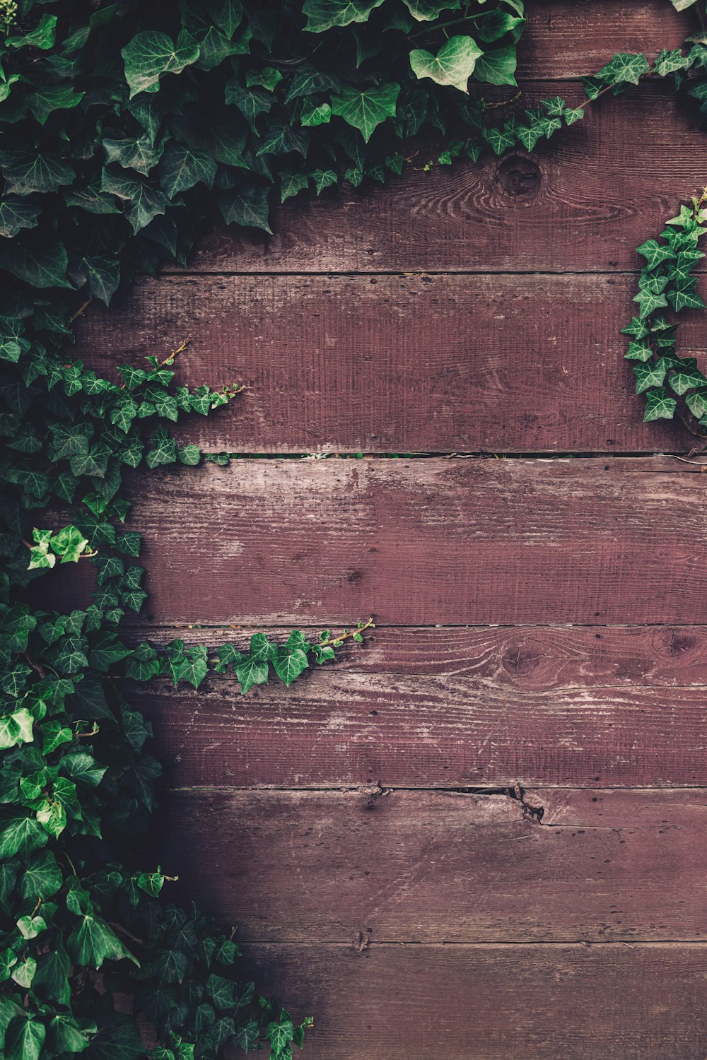 green plant beside brown wooden wall